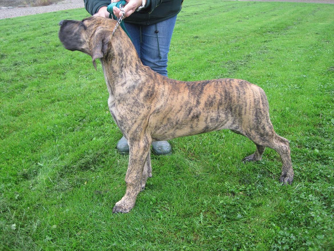 Grand danois Alcapone - Race typisk, velbygget og meget lækker. Taget 18/9-2011 billede 19