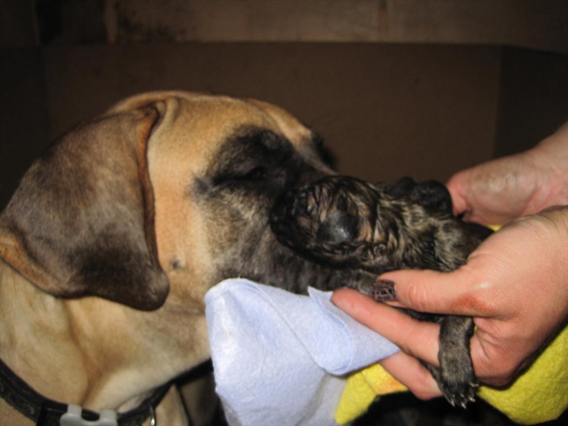 Grand danois Alcapone - Stolt og glad... billede 3