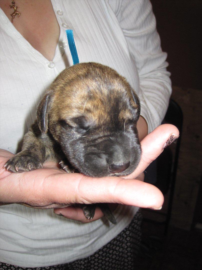 Grand danois Alcapone - Seee hvor jeg vokser billede 5