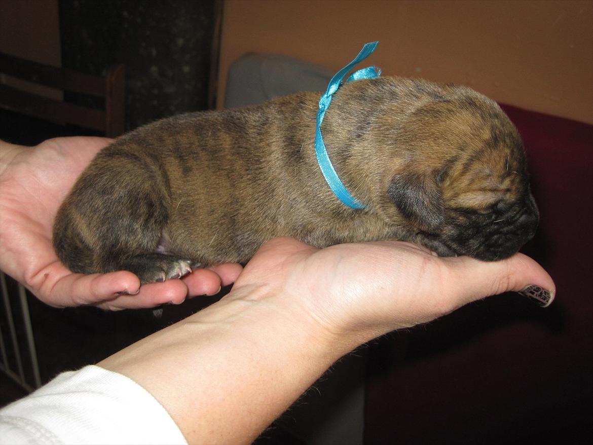 Grand danois Alcapone billede 6