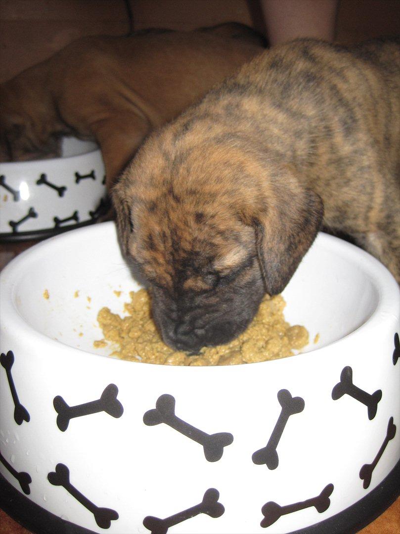 Grand danois Alcapone - Smaske smaske nu spiser jeg rigtig mad ( royal canin puppy) billede 8