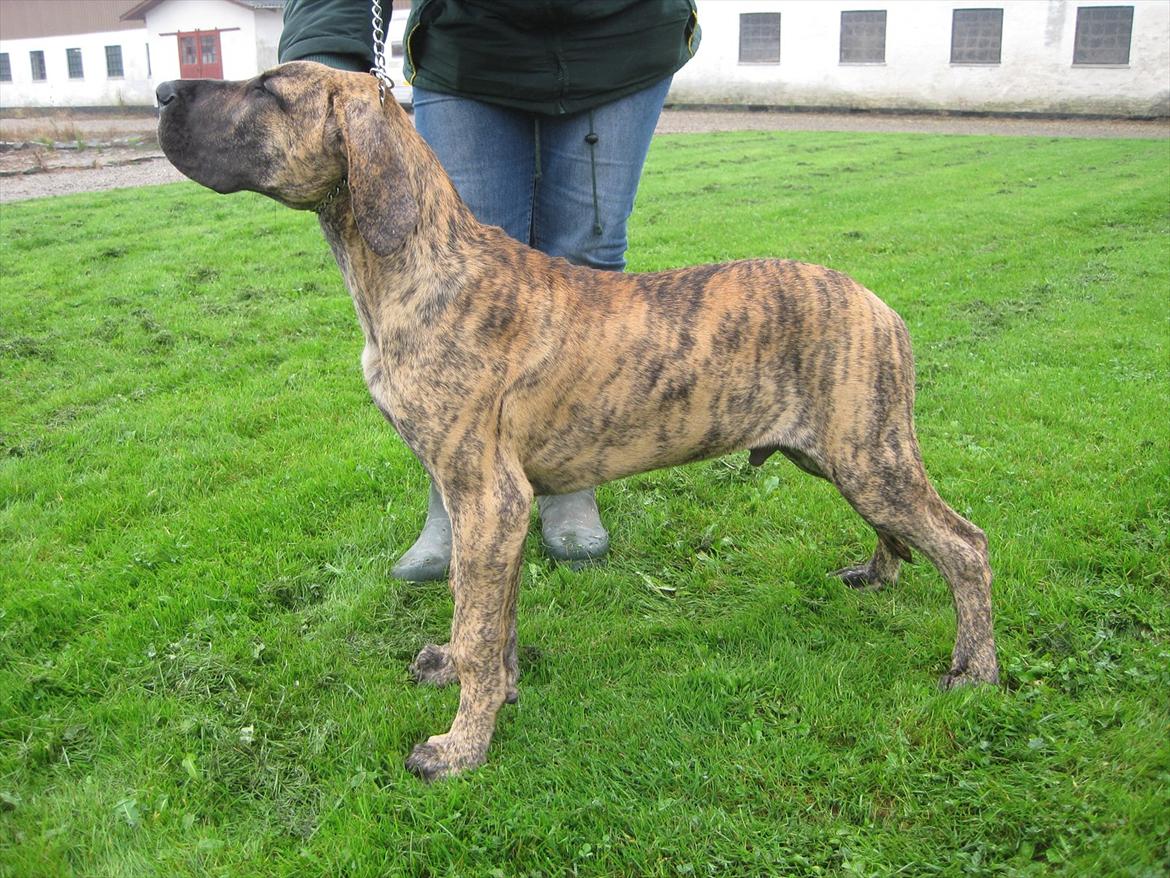 Grand danois Alcapone - Wauw wauw suuuk en lækker smuksak.... billede 11