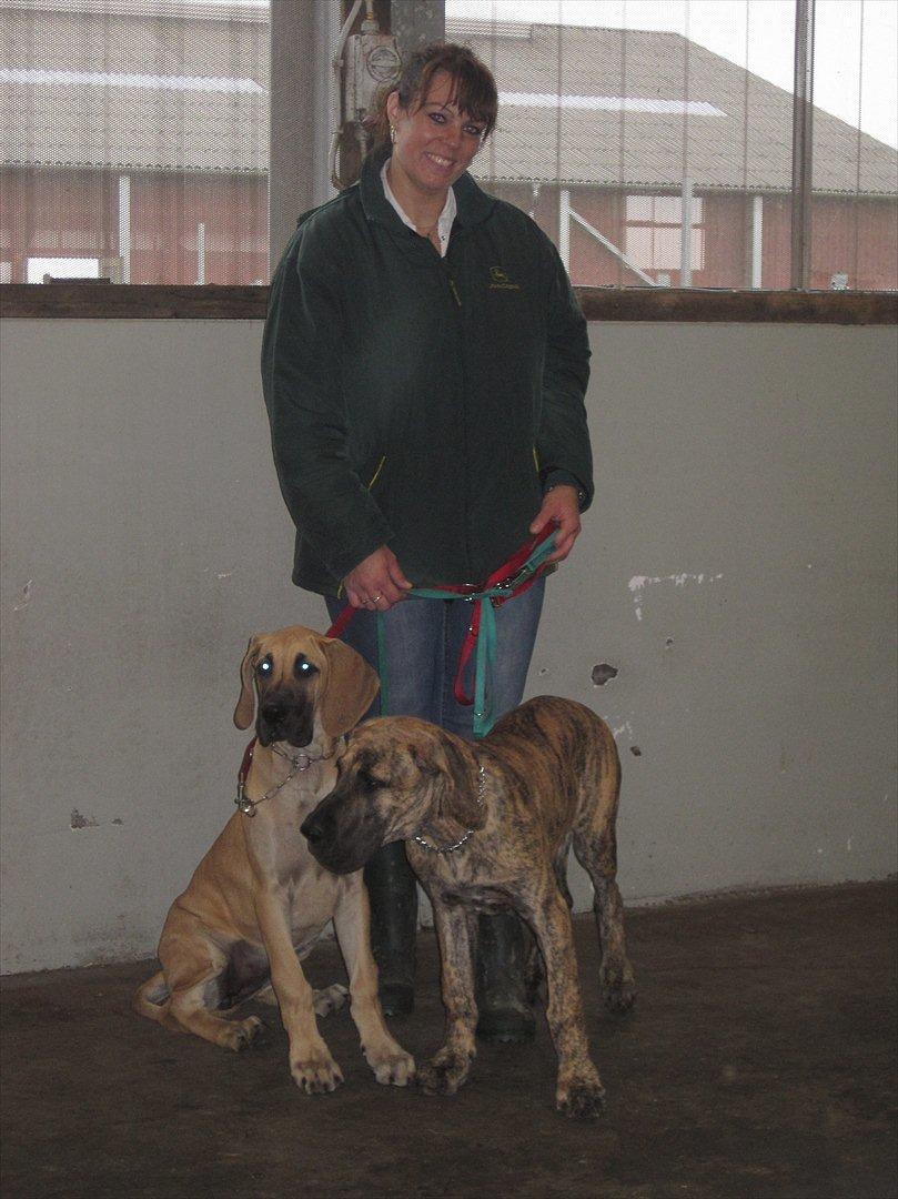 Grand danois Alcapone - Med på gårdbesøg... billede 15