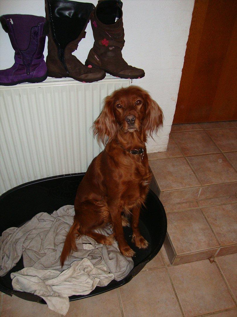 Irsk setter Thea - "Gå tur?!" billede 1