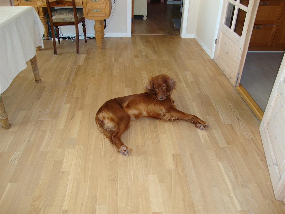 Irsk setter Thea - Dejlig slapper på stuegulvet! billede 2