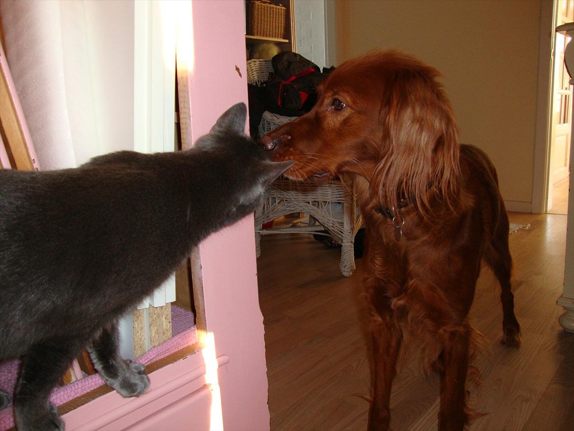 Irsk setter Thea - Theas allerbedste ven, Mis! :-) billede 3