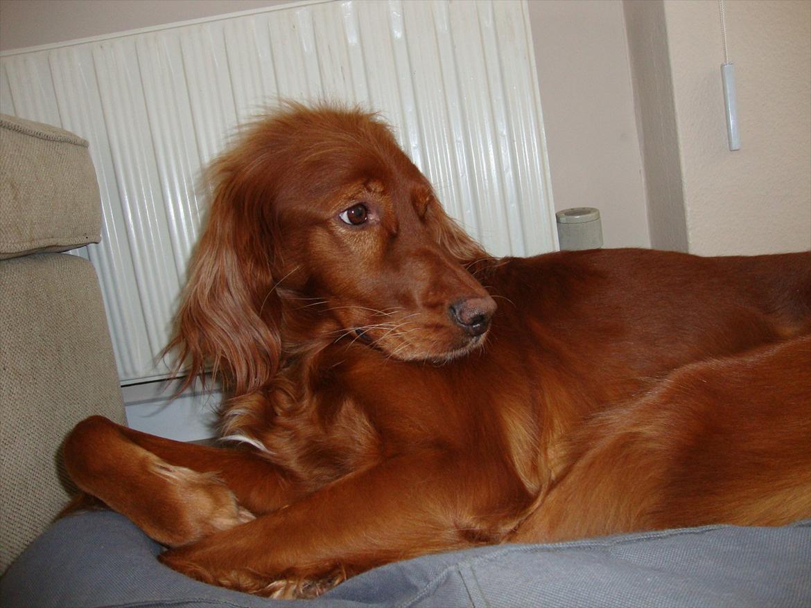 Irsk setter Thea - "Tag mig fra den gode side!" :-D billede 4