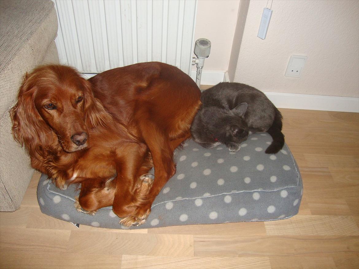 Irsk setter Thea - Thea og Mis sover sammen. Det' bare dejligt! :-) billede 5