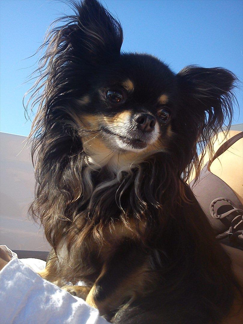 Chihuahua Tyson - Sommeren 2011 billede 1