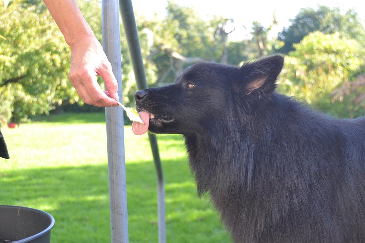 Islandsk fårehund TOFTEDALS KILJAN  ! <3 min bedste ven :')   - Københavnerstænger er det bedste !!  :D  billede 9