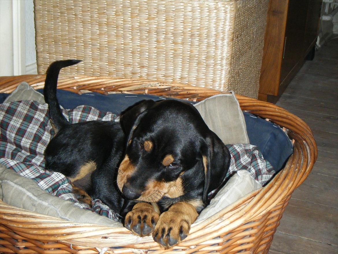 Blanding af racer Balder - Balders 1. dag i sit nye hjem billede 1