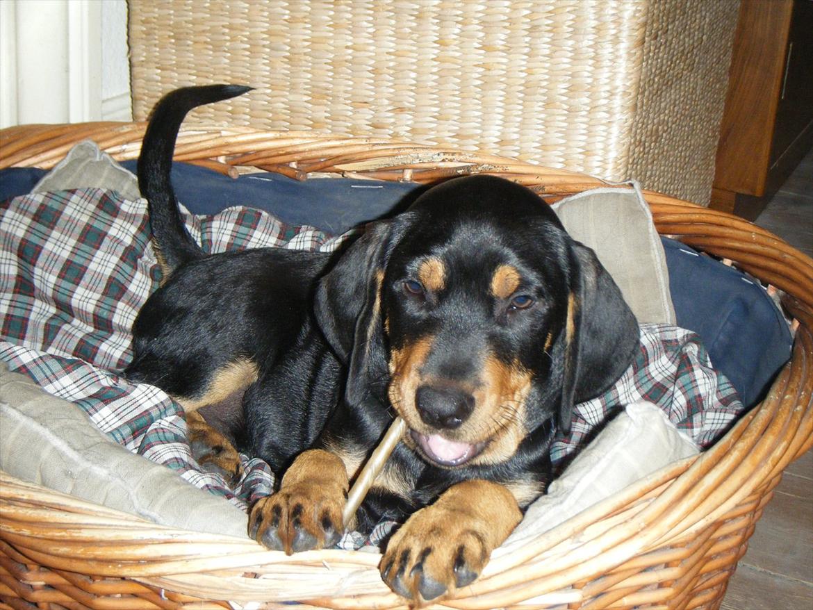 Blanding af racer Balder billede 2