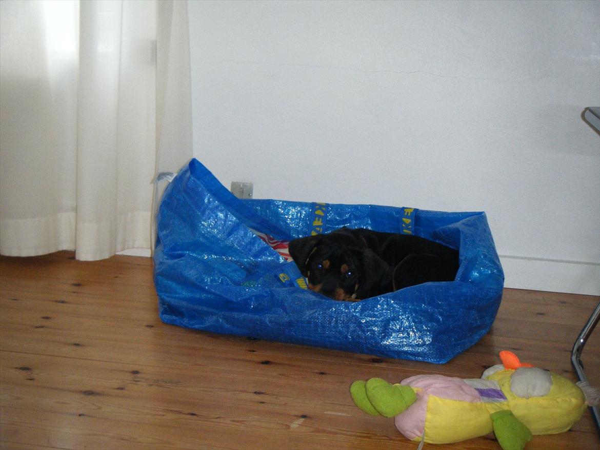 Blanding af racer Balder - I en snæver vending kan vasketøjsposen da godt bruges som kurv billede 3