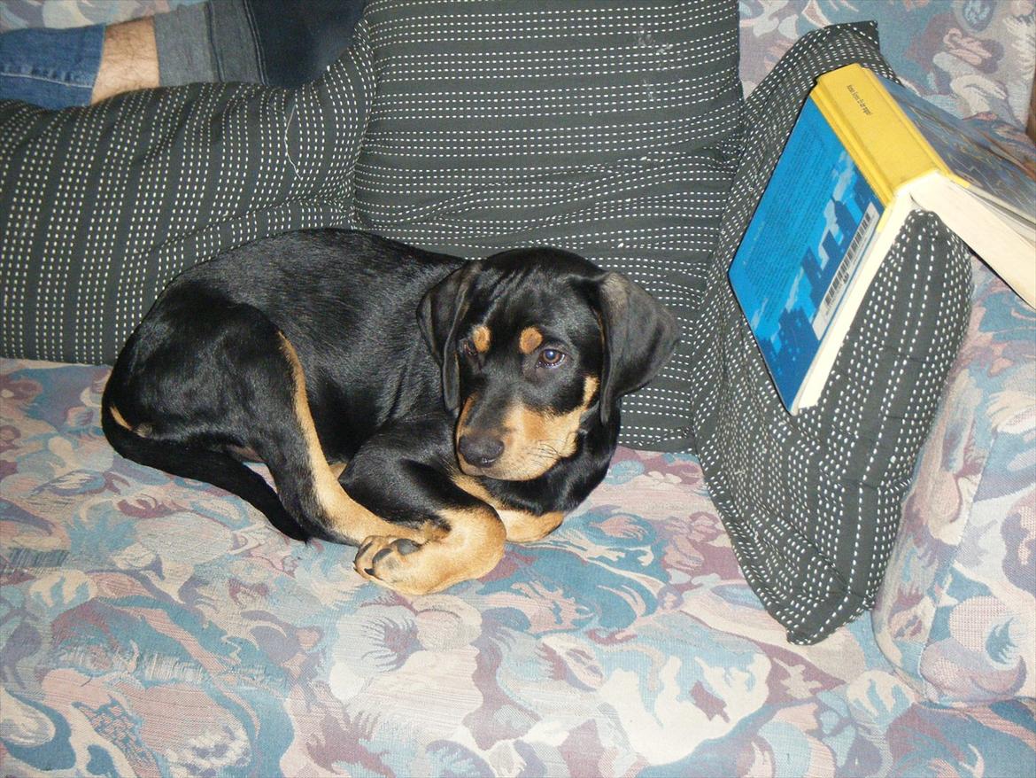 Blanding af racer Balder billede 4