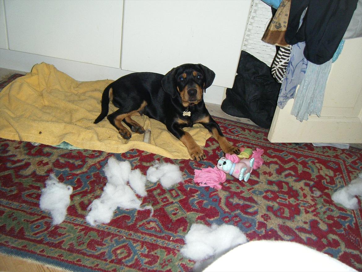 Blanding af racer Balder billede 5