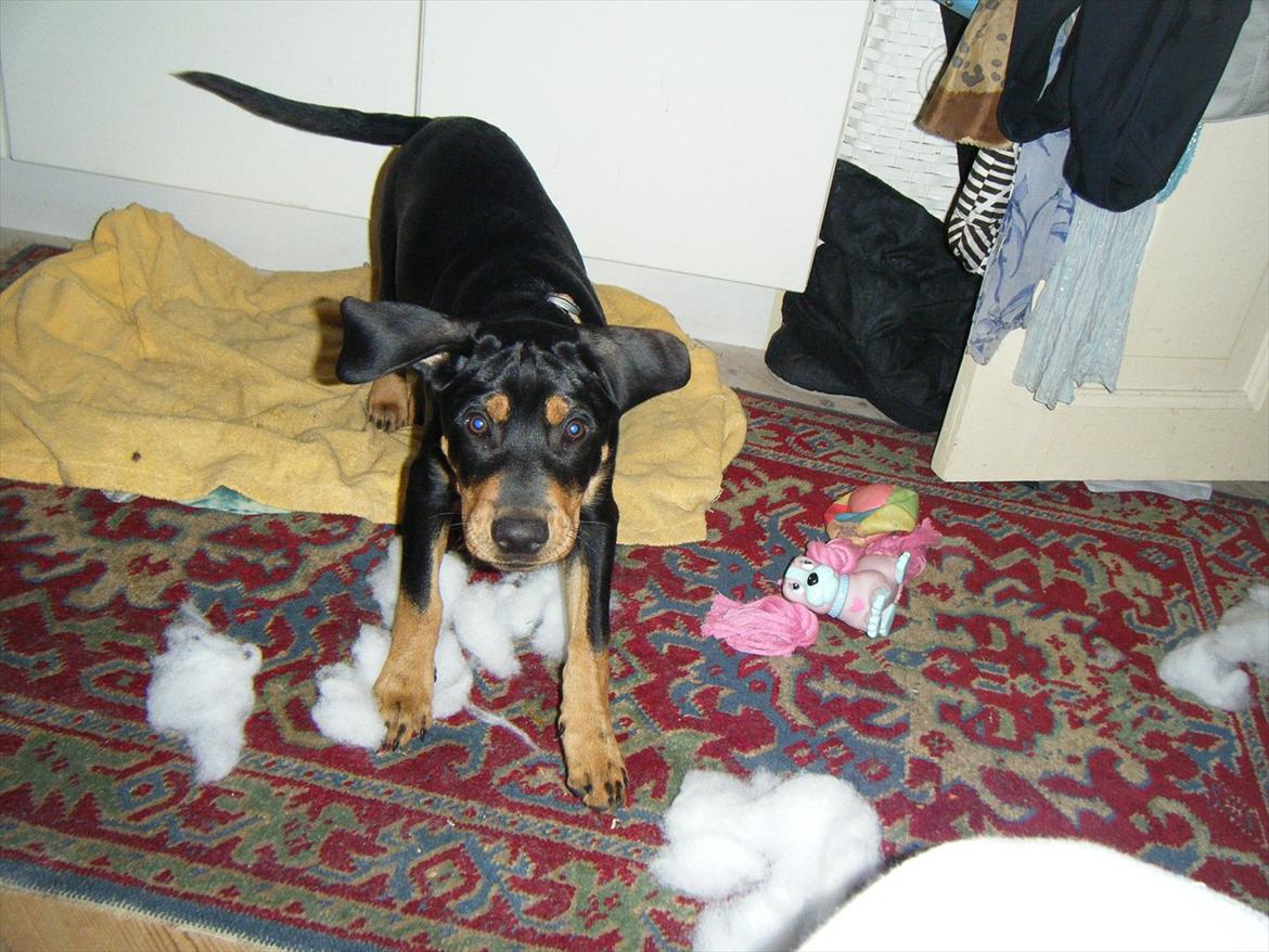 Blanding af racer Balder billede 6