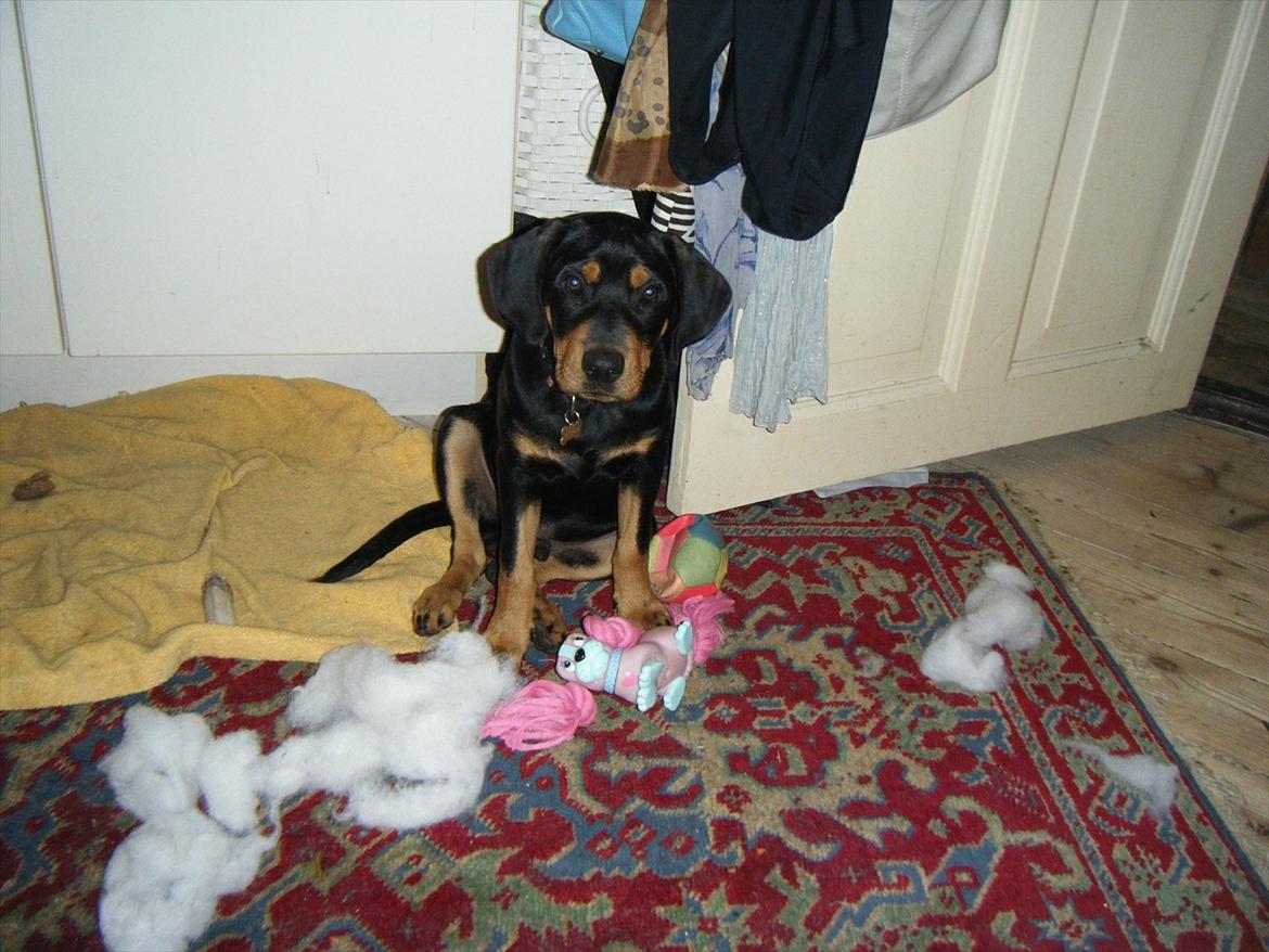 Blanding af racer Balder billede 7