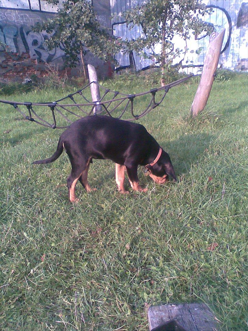 Blanding af racer Balder billede 8