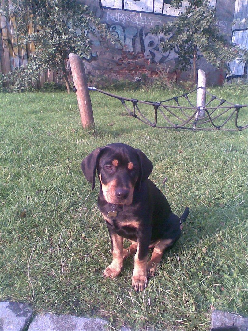 Blanding af racer Balder billede 9