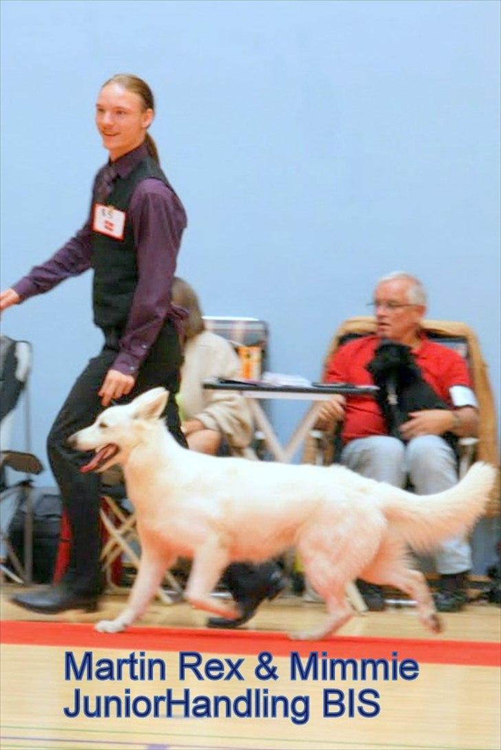 Hvid Schweizisk Hyrdehund Mimmie billede 10