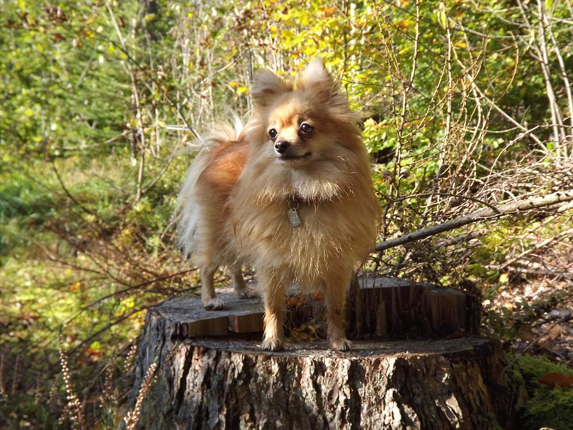 Pomeranian Cleo billede 3