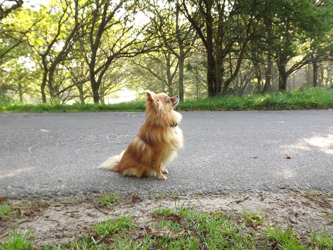 Pomeranian Cleo billede 6