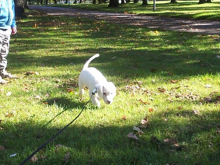 Blanding af racer Nicki *RIP* - Igår (01/10) ude og gå i snor for første gang, han tog det så pænt. billede 7