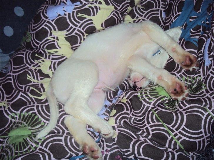 Blanding af racer Nicki *RIP* - Han har de mærkeligste måder at ligge på! :') billede 10