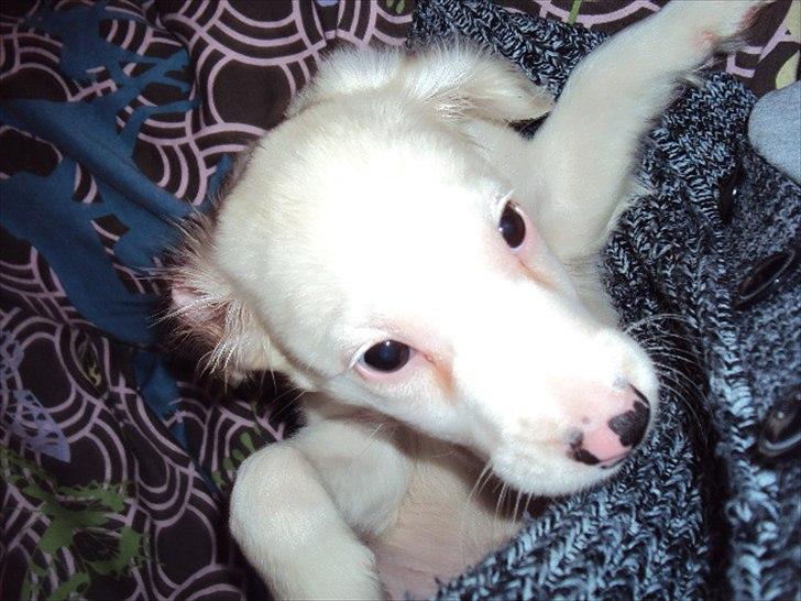 Blanding af racer Nicki *RIP* - Lille skat <3 billede 11