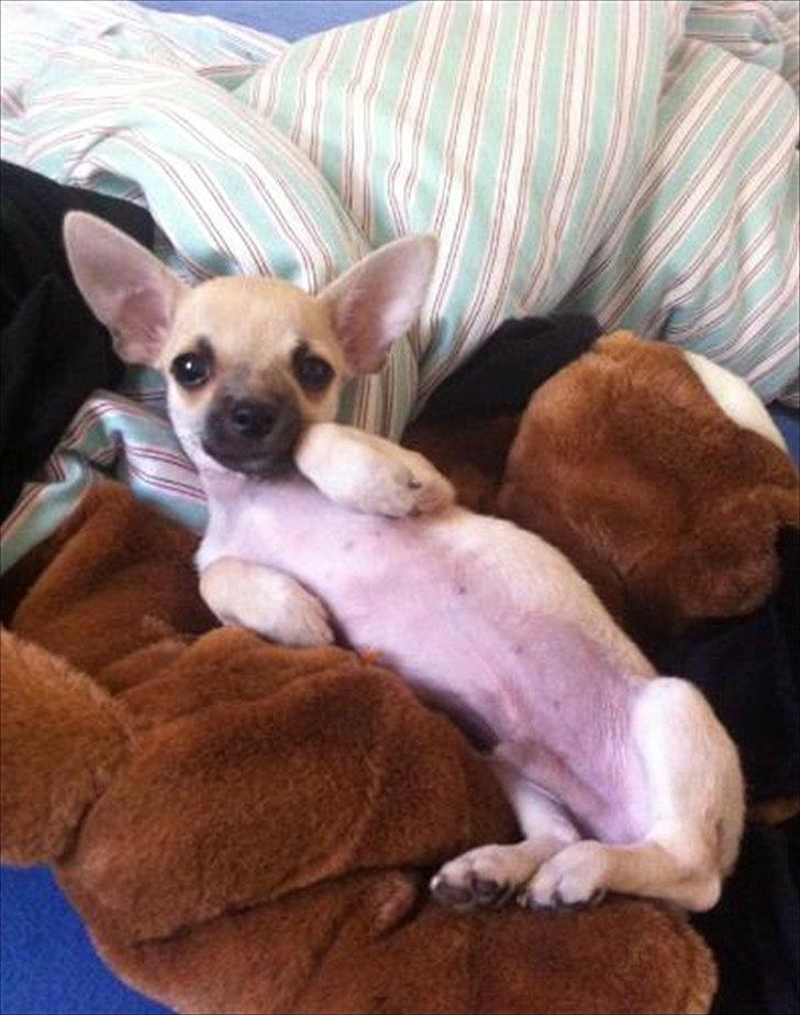 Blanding af racer Eddie. - Klø mig? :-D billede 11