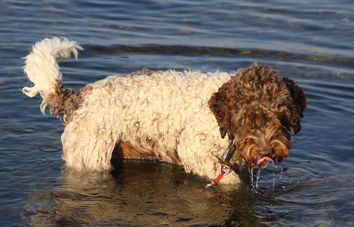 Lagotto romagnolo Balu - Bassen hygger sig i vandet :-) billede 9