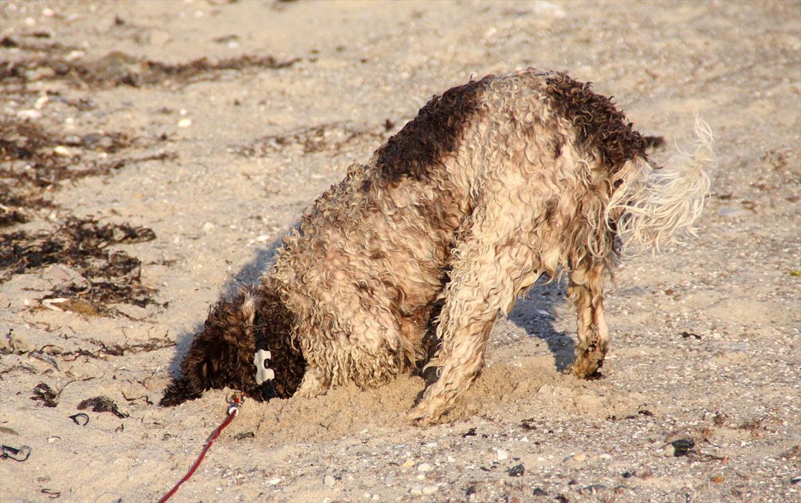 Lagotto romagnolo Balu - China here I come! billede 17