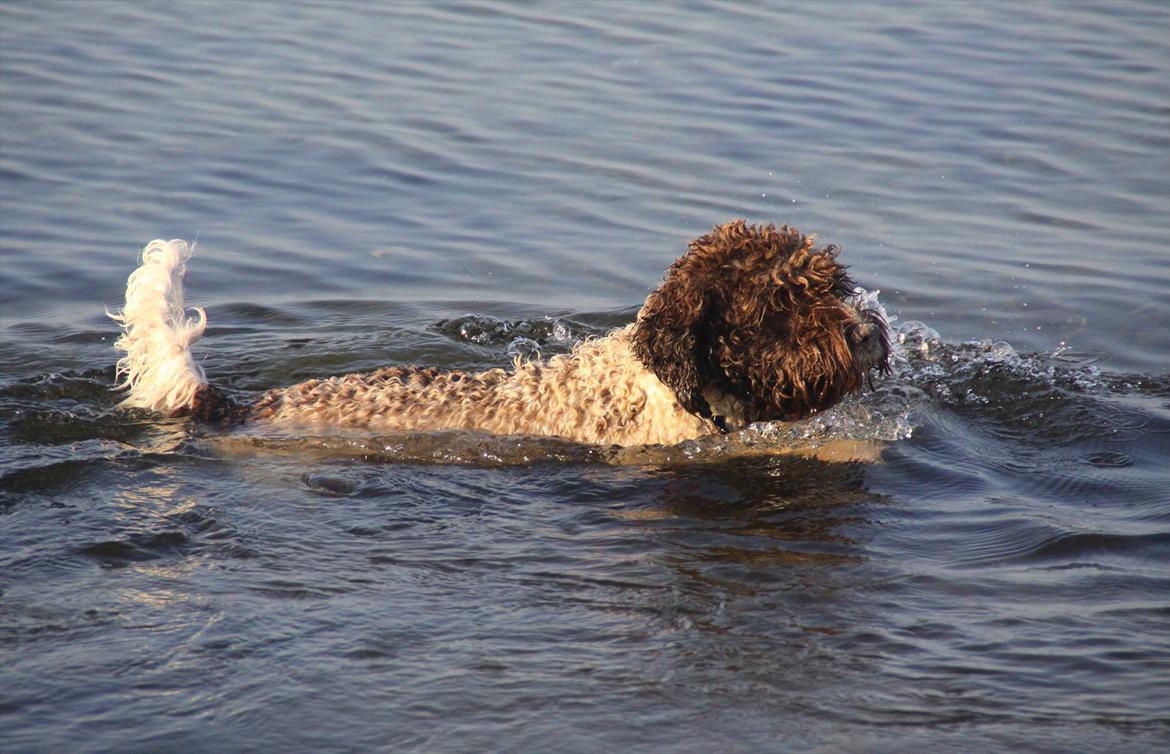 Lagotto romagnolo Balu - Balu den bette vandhund, han elsker det! billede 5