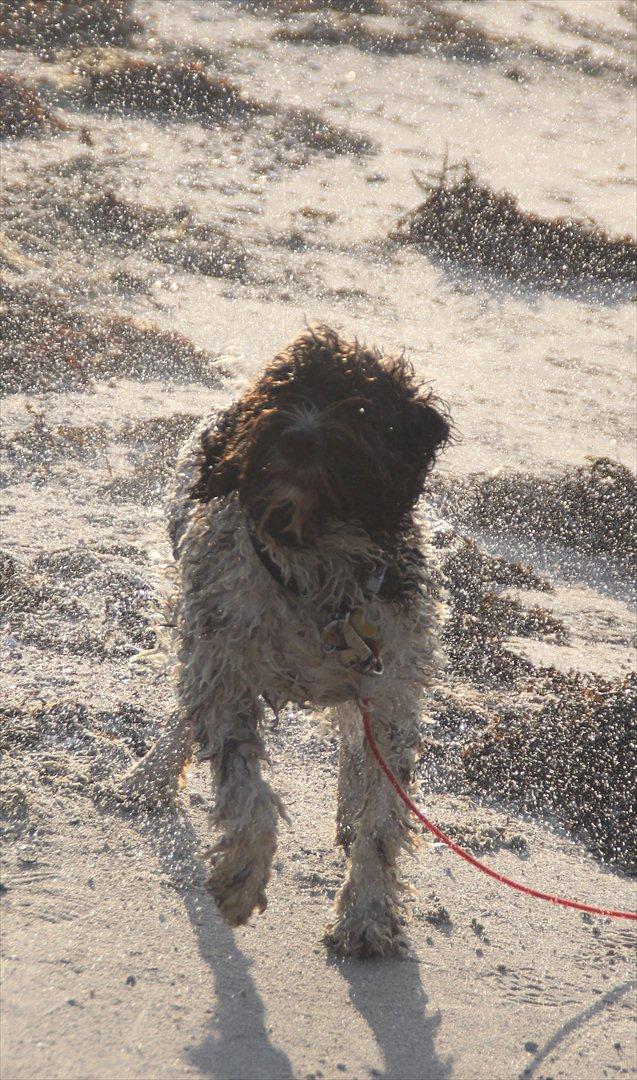 Lagotto romagnolo Balu - Balu ryster sig efter at have været i vandet :-D <3 billede 11