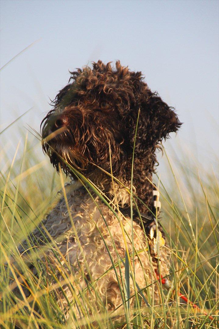 Lagotto romagnolo Balu - Den bette dejlige skiderik <3 billede 4