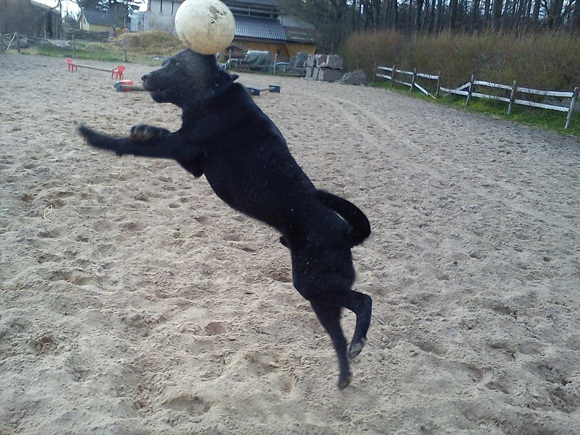 Blanding af racer Zorro - NINJAAAAA!x'D billede 8