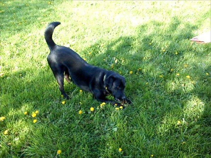 Blanding af racer Zorro - MIT legetøj ;p billede 9