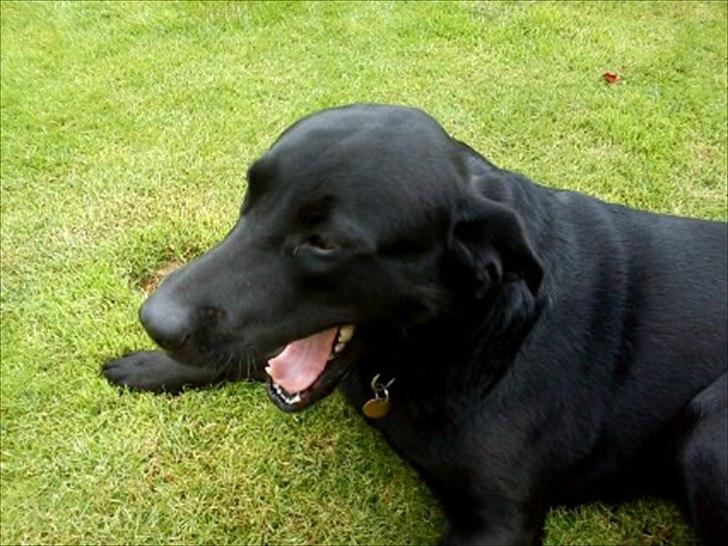 Blanding af racer Zorro - GAAAAAAAB :p billede 10