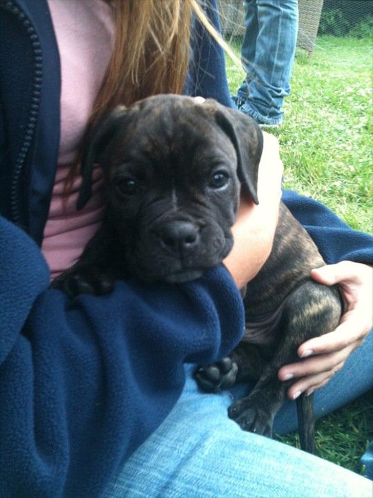 Blanding af racer Old english bulldog ~ Ozzy<3 billede 1