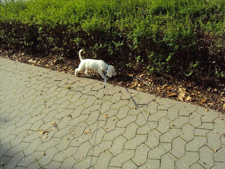 Blanding af racer Nicki *RIP* - Ude og gå :) billede 12