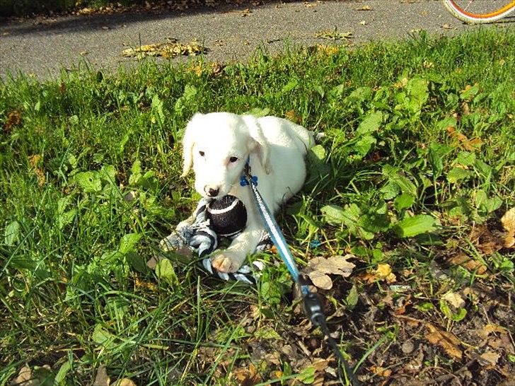 Blanding af racer Nicki *RIP* billede 13