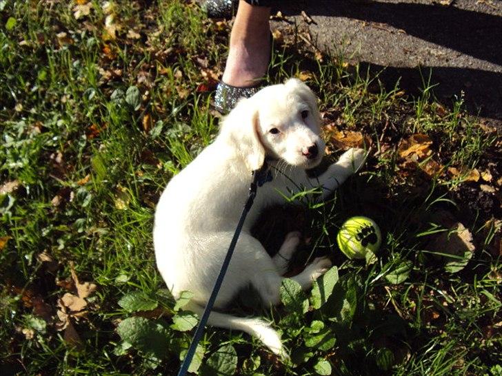 Blanding af racer Nicki *RIP* - SØDE <3 billede 15