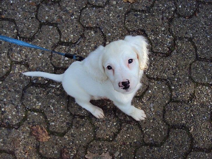 Blanding af racer Nicki *RIP* billede 5