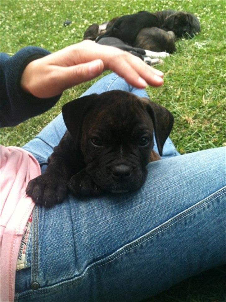 Blanding af racer Old english bulldog ~ Ozzy<3 billede 2