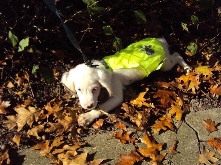 Blanding af racer Nicki *RIP* - Nicki med sin pind, og sit nye refleks dækken ;) billede 17