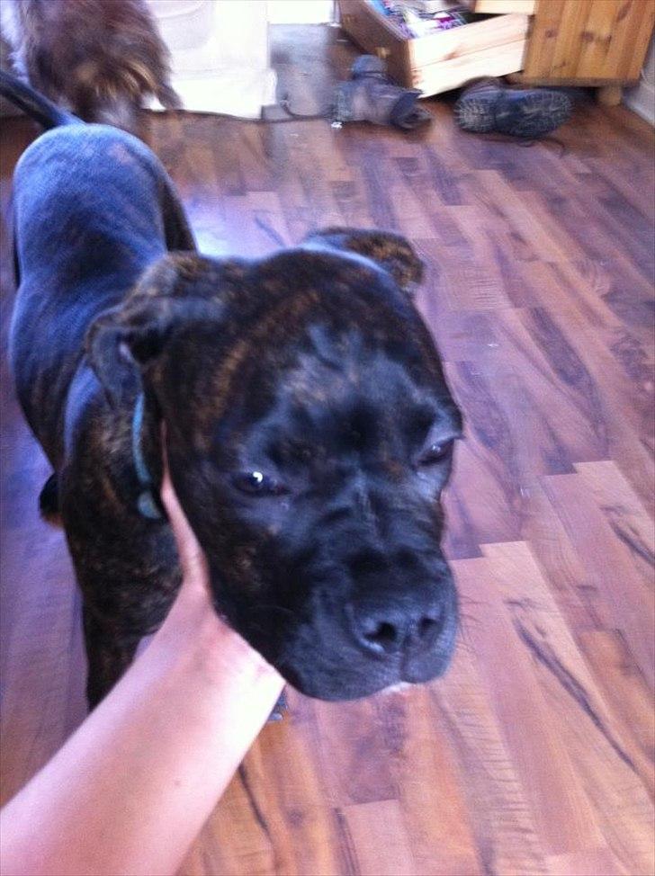 Blanding af racer Old english bulldog ~ Ozzy<3 billede 5