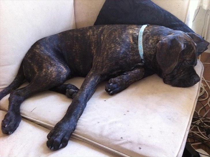 Blanding af racer Old english bulldog ~ Ozzy<3 billede 6