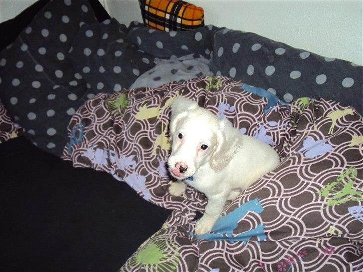 Blanding af racer Nicki *RIP* - Din lille bandit, rækker du nu også tunge??? ;) billede 18