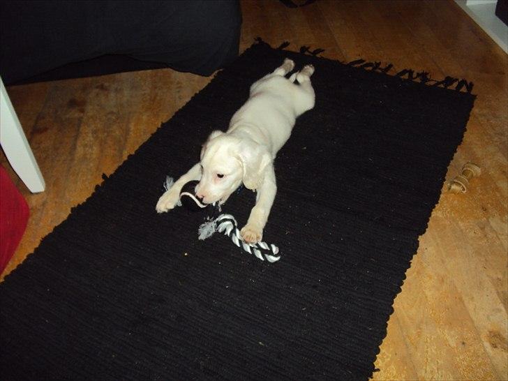 Blanding af racer Nicki *RIP* - :D billede 19