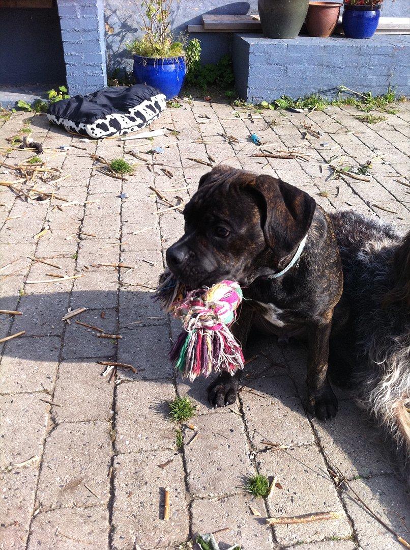 Blanding af racer Old english bulldog ~ Ozzy<3 billede 7